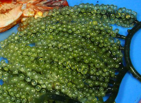 green seaweed