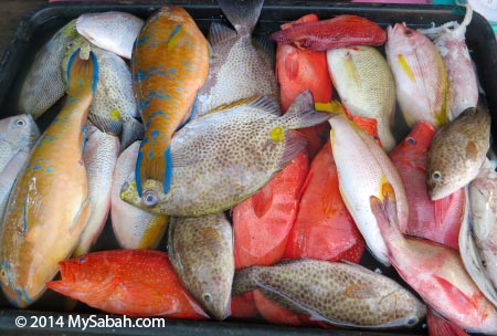 fresh Seafood