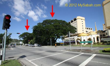 location of the oldest tree of Kota Kinabalu