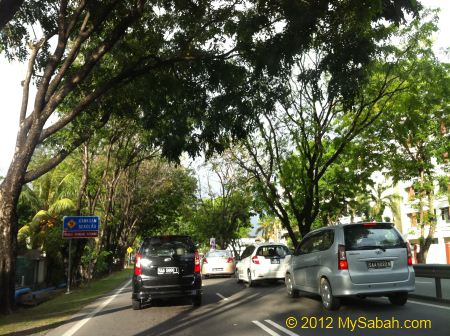 tall trees providing shade