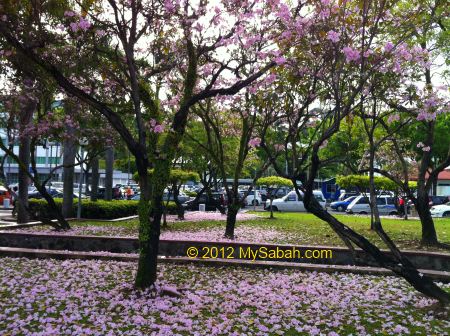flowering trees in Kota Kinabalu