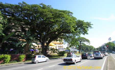 Rain Trees near traffic light