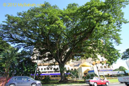 Oldest rain trees of Kota Kinabalu