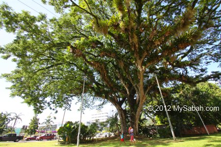 the oldest tree in KK city