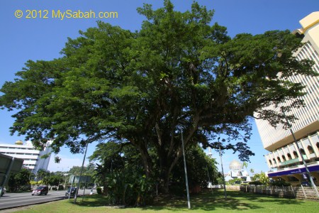 Rain Trees near traffic light