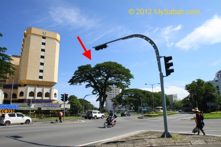 Monkey Pod Tree near traffic light