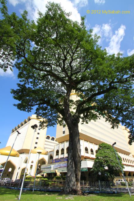 oldest Rain Trees in KK