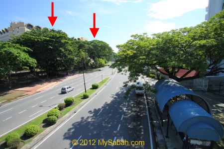 location of the oldest tree in KK