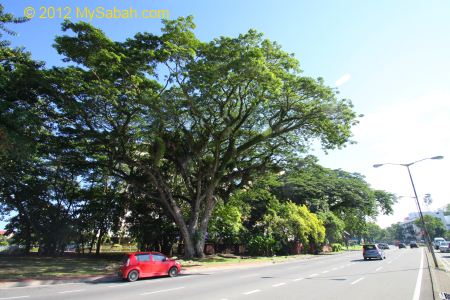 Rain Trees near traffic light