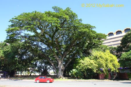 Oldest rain trees of Kota Kinabalu