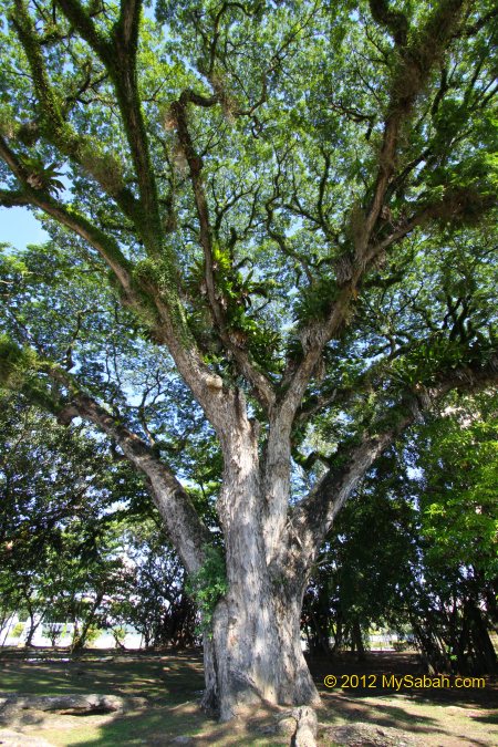 the oldest tree in KK