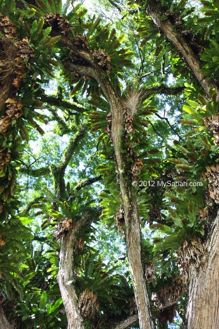 Birds Nest Fern on the oldest tree of Kota Kinabalu