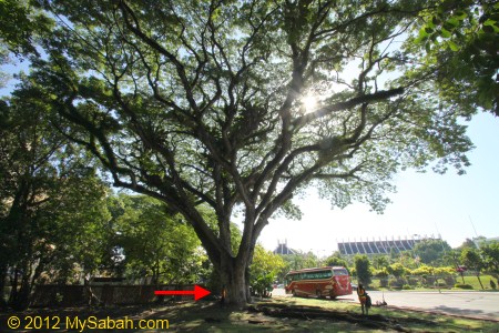 the oldest tree in KK city