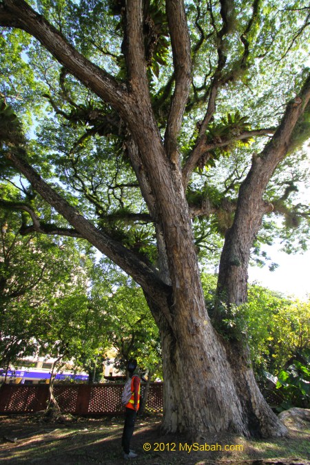 man standing next to the oldest tree in Kota Kinabalu