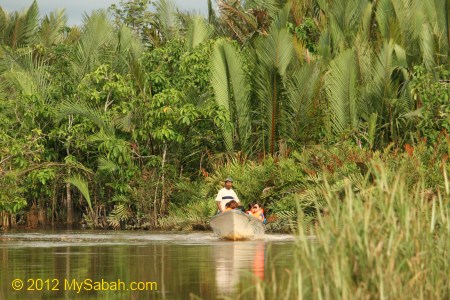 swampy area of Bongawan River