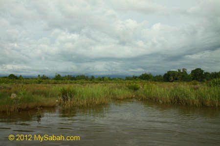 swampy area of Bongawan River