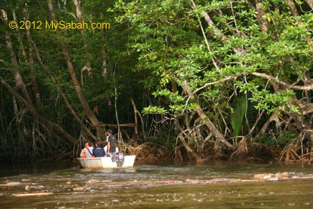 mangrove forest of Bongawan