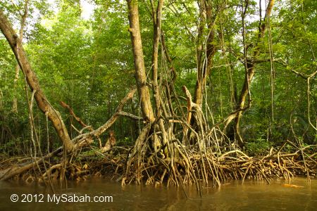 mangrove trees with stilt roots