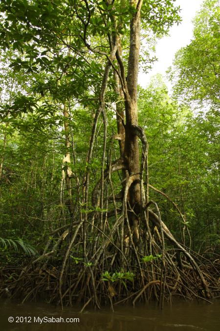 mangrove tree (Rhizophora apiculata)