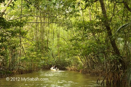 river cruise inside mangrove