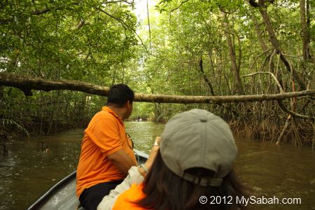 dense mangrove trees