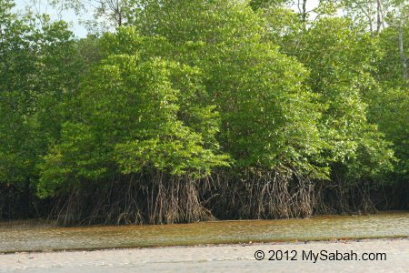 mangrove trees in tidal zone