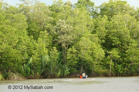 seaward mangrove zone