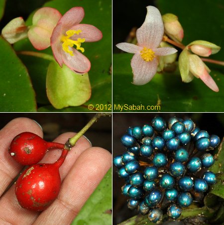 flowers of Kiansom