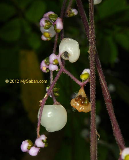 poisonous plant of Kiansom