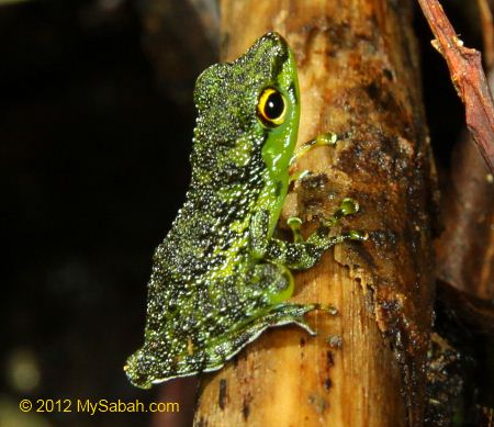 black-spotted rock frog