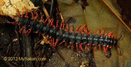 millipede of Kiansom