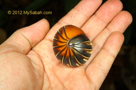 pill millipede of Kiansom Waterfall Park