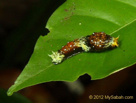 Bird's Dropping Caterpillar