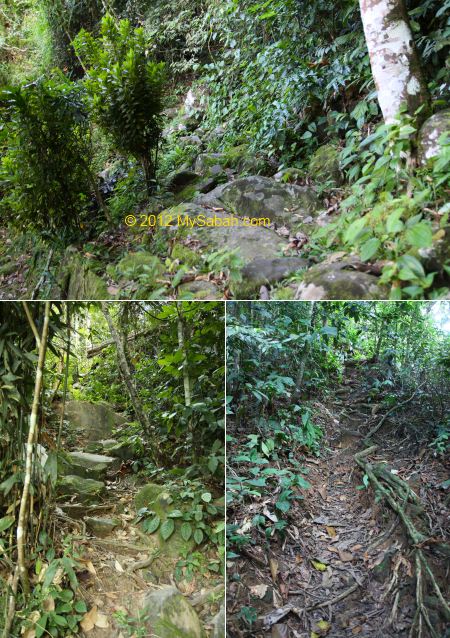 jungle trail to Kiansom Waterall