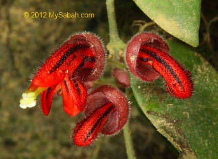 red flower at Kiansom Waterfall Park