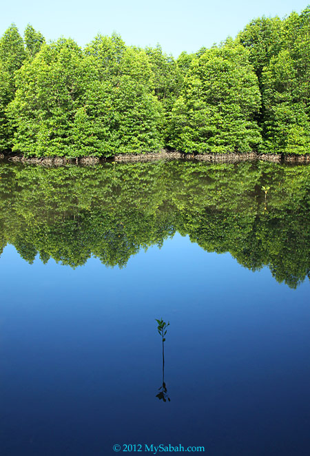 lush mangrove forest