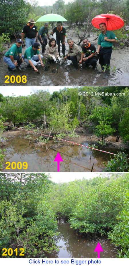 mangrove planting on World Wetlands Day