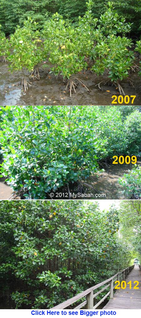 flourishing mangrove
