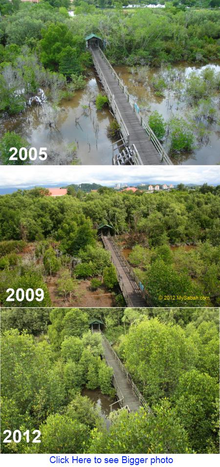 view of mangrove on tower of Kota Kinabalu Wetlands