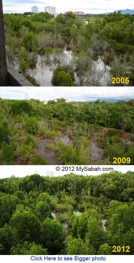 mangrove marsh of KK Wetlands