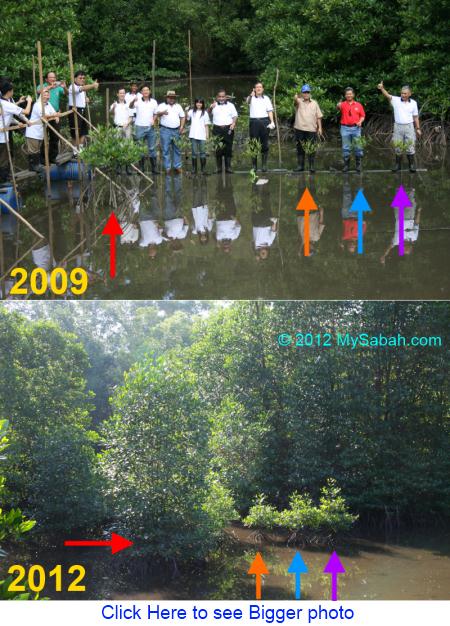 mangrove planting on World Wetlands Day