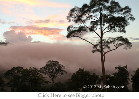 sunset of Maliau Basin forest