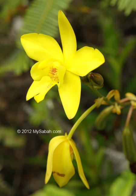 orchid in Tawai forest