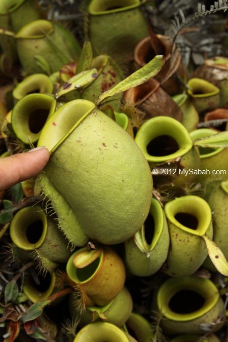 pitcher plant in Tawai Forest Reserve