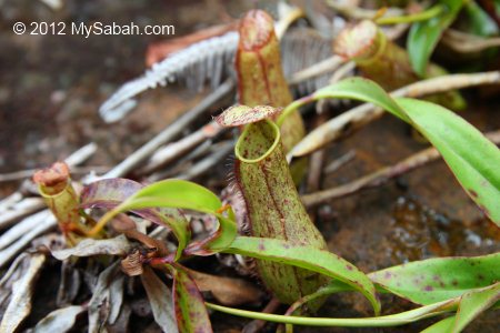 Nepenthes in Tawai