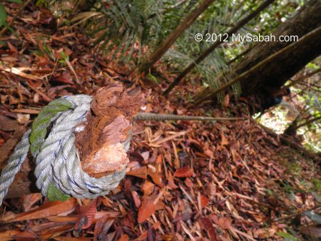 steep trail to Tawai Waterfall