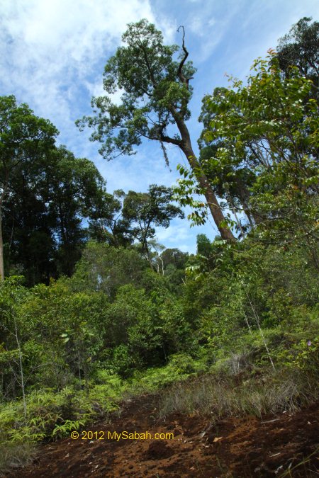 Tawai forest of Telupid