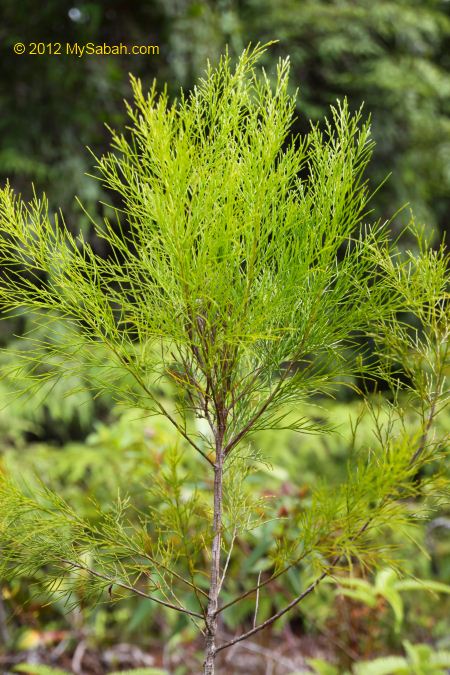 Sembilu tree endemic to Borneo