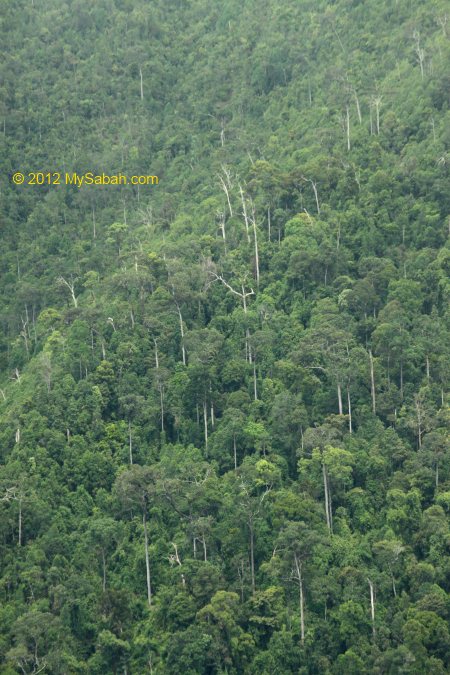 ultramafic forest on mountains of Telupid