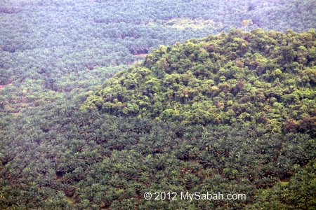 forest surrounded by oil palm plantation